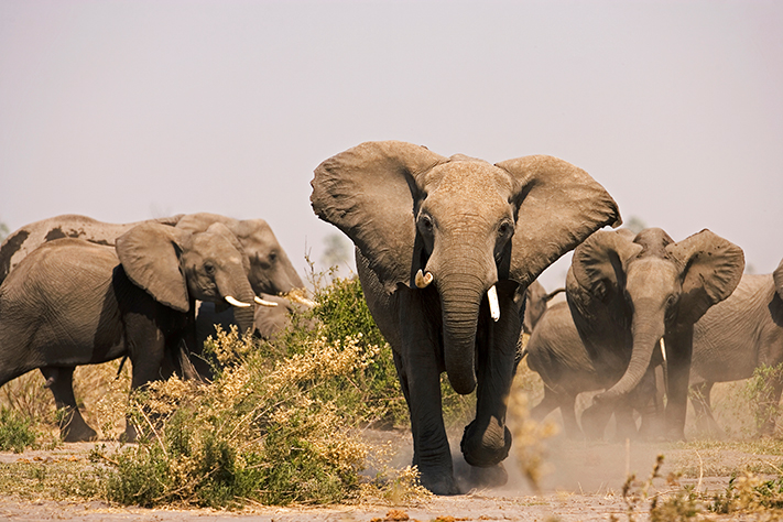 Zarafa Camp – Great Plains Conservation